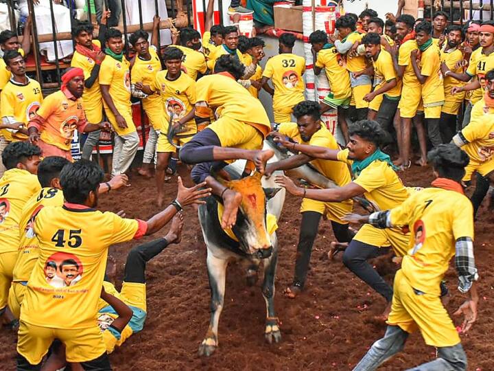 45 people including two police personnel injured in Jallikattu in Avaniyapuram Madurai Watch Video Jallikattu: मदुरै के जल्लीकट्टू कार्यक्रम में दो पुलिसवालों समेत 45 लोग घायल, देखें वीडियो