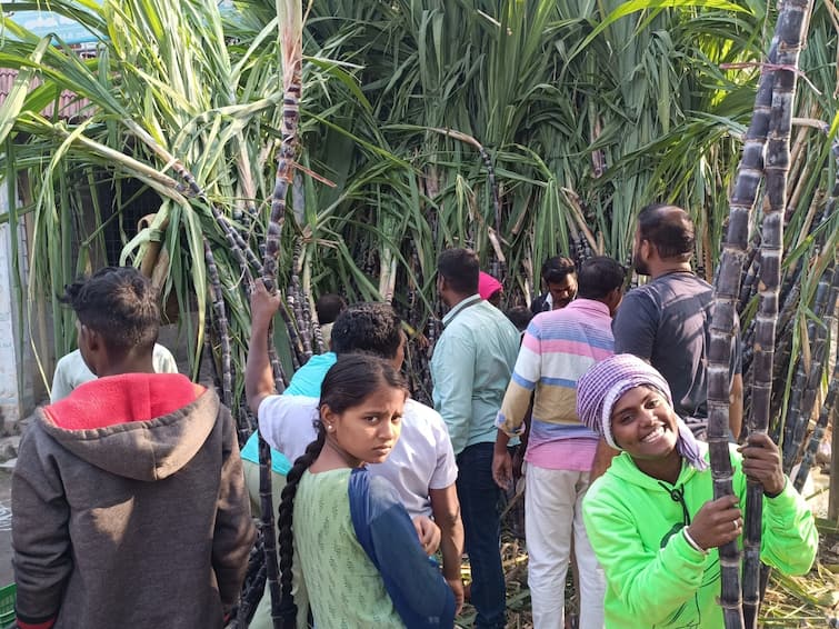 Pongal 2024 Sale of weeded sugarcane ahead of Pongal festival in Tirupattur - TNN Pongal 2024: திருப்பத்தூரில் பொங்கல் திருநாளை முன்னிட்டு களைகட்டிய கரும்பு விற்பனை