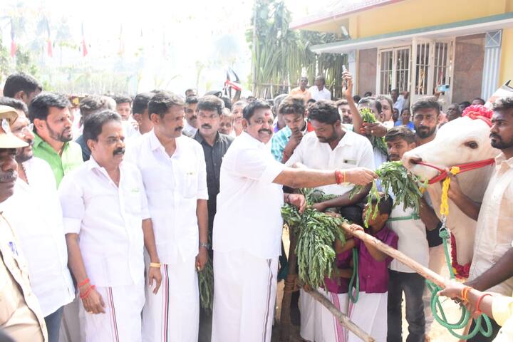 எதிர்க்கட்சி தலைவர் மாடுகளுக்கு அகத்திக்கீரை கொடுத்த போது எடுக்கப்ட்ட புகைப்படம்