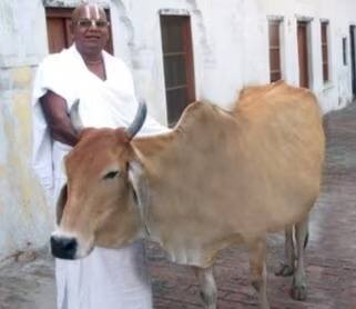 Ram Mandir Saryu Cow who is biggest ram bhakt daily does ram lalla parikarma and fast on ekadashi marathi news Ram Mandir Saryu Cow : रामभक्त गायीची 22 वर्षांची तपश्चर्या, दररोज रामलल्लाला प्रदक्षिणा अन् एकादशीचे व्रत