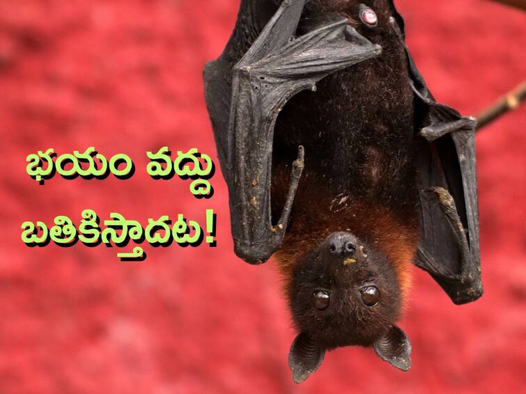 DNA from fruit bats may cure diabetes scientists say Fruit Bats Diabetes: గబ్బిలాలతో మధుమేహానికి మందు - ఆశలు పుట్టిస్తోన్న కొత్త పరిశోధన