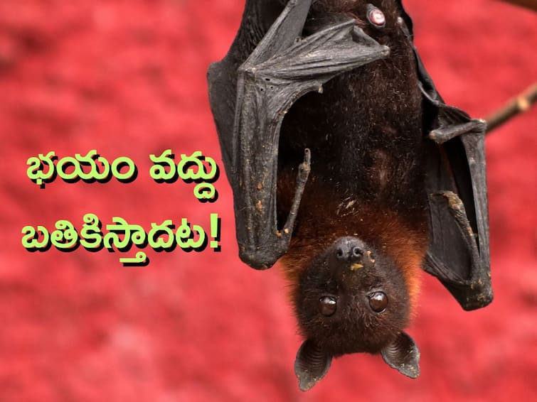 Fruit Bats Diabetes: Diabetes Cure with Bats – Promising New Research
