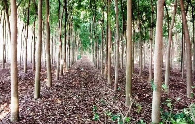 Mahogany Tree Farming News The YouTube partner planted Mahogany trees यूट्यूबच्या साथीनं शेतकऱ्यानं लावलं पैशाचं झाडं, ओसाड जमिनीत फुलवलं नंदनवन