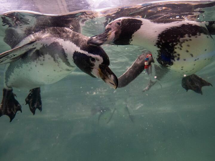8. During summers, an energetic, medium-sized penguin typically consumes around 2 pounds of food daily, whereas during the winter, their intake reduces to only about a third of that amount. (Image Source: Getty)