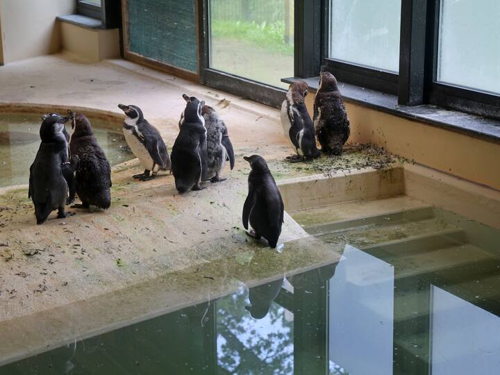 3. Due to their social nature, penguins frequently establish huge colonies for the purpose of pairing and feeding. (Image Source: Getty)
