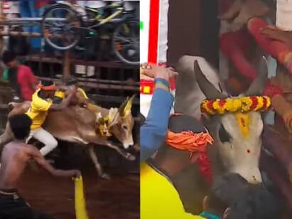 Avaniyapuram Jallikattu 2020 was begin  in madurai Avaniyapuram Jallikattu 2024: கோலாகலமாக தொடங்கியது அவனியாபுரம் ஜல்லிகட்டு.. சீறி வரும் காளைகள், காளையர்கள்..!