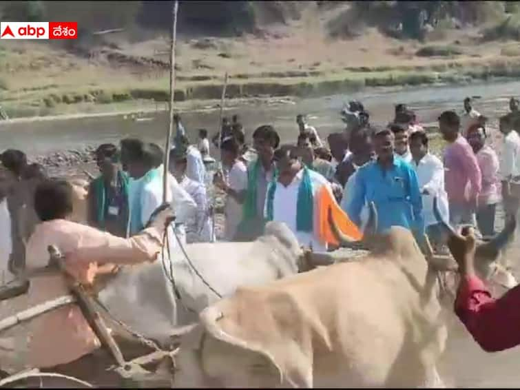 Bullock cart races at Babapur village in Kumaram Bheem Asifabad District Bullock Cart Race: సంక్రాంతి వేళ ఆసిఫాబాద్ జిల్లాలో సందడిగా ఎడ్లబండి పోటీలు