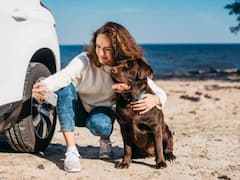 अपने pet के साथ करने वाले हैं ट्रैवल? ये सावधानियां रखना बेहद जरूरी