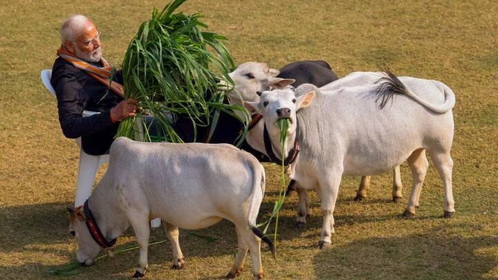 একটি ছবিতে তাঁকে দেখা গিয়েছে হাতে ঘাসের বান্ডিল। গরুদের ঘাস খাওয়াতে দেখা গিয়েছে তাঁকে।