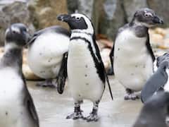 Penguin Awareness Day: 10 Interesting Facts About The Bird