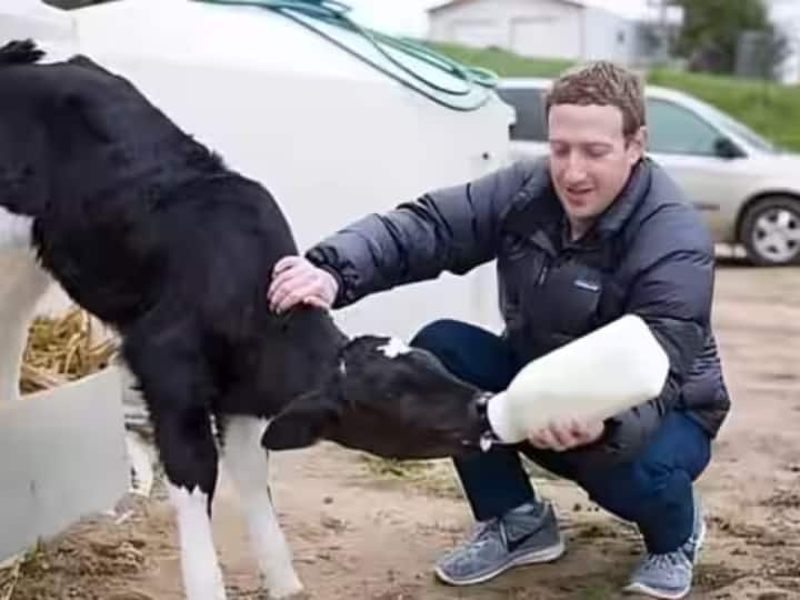 Mark Zuckerberg gives beer to a cow, know how dangerous it is to give alcohol to an animal मार्क जुकरबर्ग गाय को पिलाते हैं बीयर, जानिए किसी जानवर को शराब पिलाना कितना खतरनाक