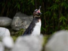Penguin Awareness Day: 10 Interesting Facts About The Bird