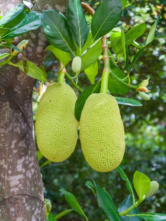 कटहल के ये फायदे कर देंगे हैरान