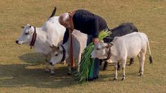 PM Modi: মকর সংক্রান্তিতে 'গো-সেবা'য় মন মোদির, রইল নানা মুহূর্ত