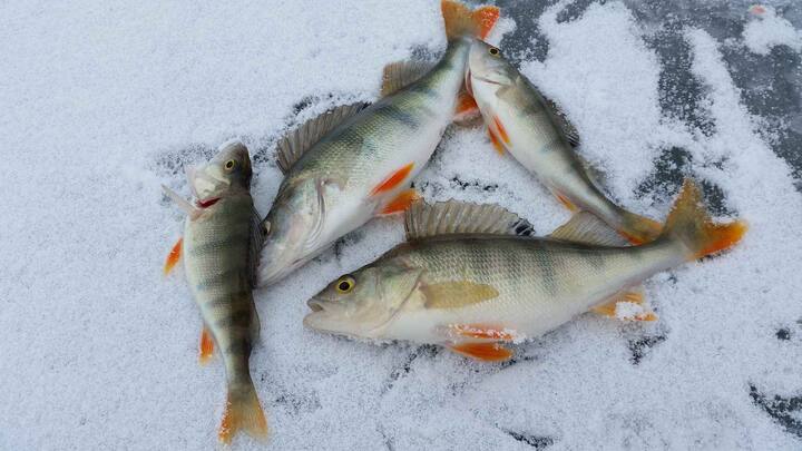 Fish survive even in frozen lake, know the reason Winter Season: ਜੰਮੀ ਝੀਲ ਚ ਵੀ ਜਿਉਂਦੀਆਂ ਰਹਿੰਦੀਆਂ ਹਨ ਮੱਛੀਆਂ, ਜਾਣੋ ਕੀ ਹੈ ਕਾਰਨ