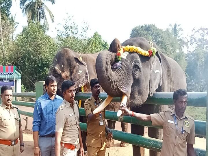 யானைகளுக்கு பிடித்த உணவான கரும்பு, வாழை ஆகியவை வழங்கப்பட்டன.