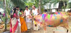 Maatu Pongal 2024 : சொந்த மாடுகளுக்கு அலங்காரம் செய்து அழகு பார்த்த சேலம் மக்கள்!