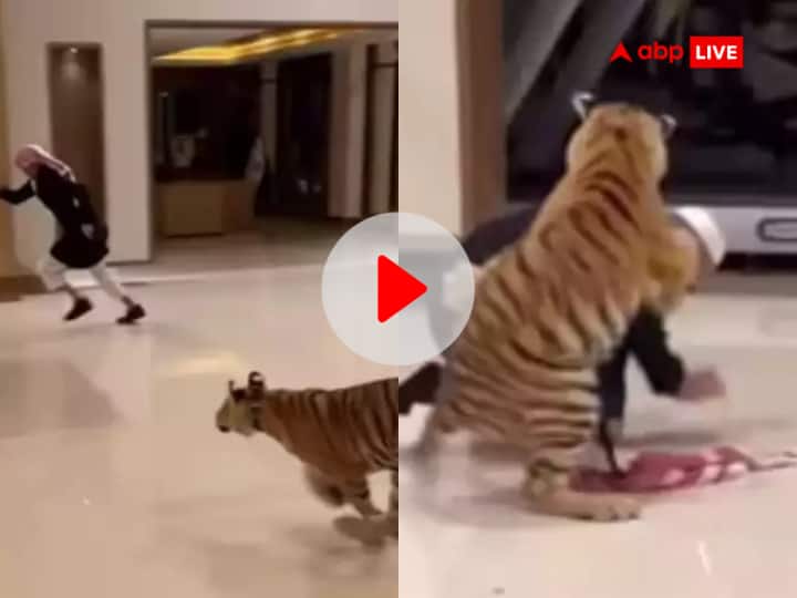 Watch tiger attacks man in Dubai narrowly escapes life horrifying video goes viral Video: शौक बड़ी चीज है! पालतू टाइगर ने शख्स पर किया जानलेवा हमला, बाल-बाल बची जान, देखें खौफनाक वीडियो