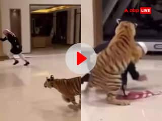 Video: शौक बड़ी चीज है! पालतू टाइगर ने शख्स पर किया जानलेवा हमला, बाल-बाल बची जान, देखें खौफनाक वीडियो