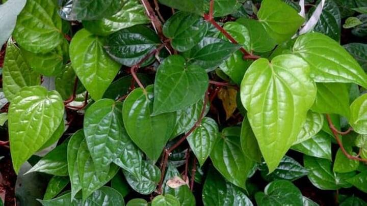 વિશેષ પાન ચઢાવવાથી ભગવાન શિવ પણ પ્રસન્ન થાય છે. પૌરાણિક માન્યતાઓ અનુસાર, સોપારીમાં ગુલકંદ, સોપારીનો પાઉડર, વરિયાળી અને કેચુ ઉમેરીને ભોલેશંકરને અર્પણ કરવાથી વ્યક્તિની તમામ મનોકામનાઓ પૂર્ણ થાય છે અને ભોલેનાથ આશીર્વાદ વરસાવે છે. રવિવારના દિવસે સોપારી લઈને ઘરની બહાર નીકળવાથી બાકી રહેલા બધા કામ ધીમે-ધીમે પૂર્ણ થવા લાગે છે.