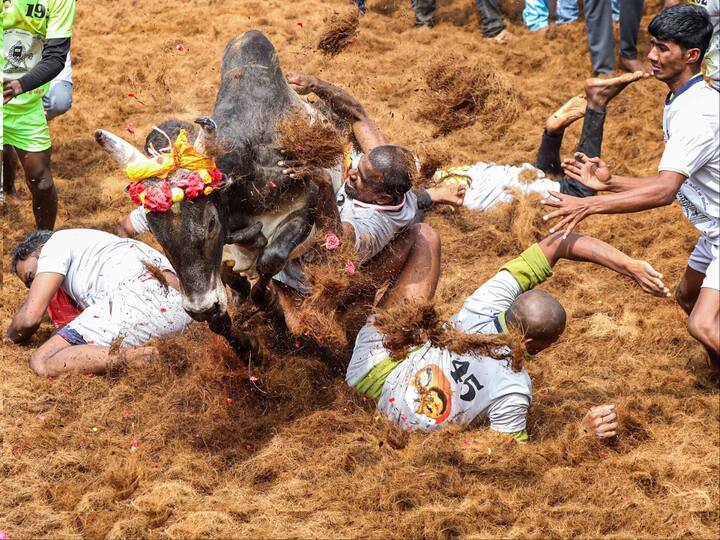 Jallikattu, a bull taming sport in Tamil Nadu, is being held during Pongal in districts including Madurai, Trichy, Pudukottai and Tanjavur