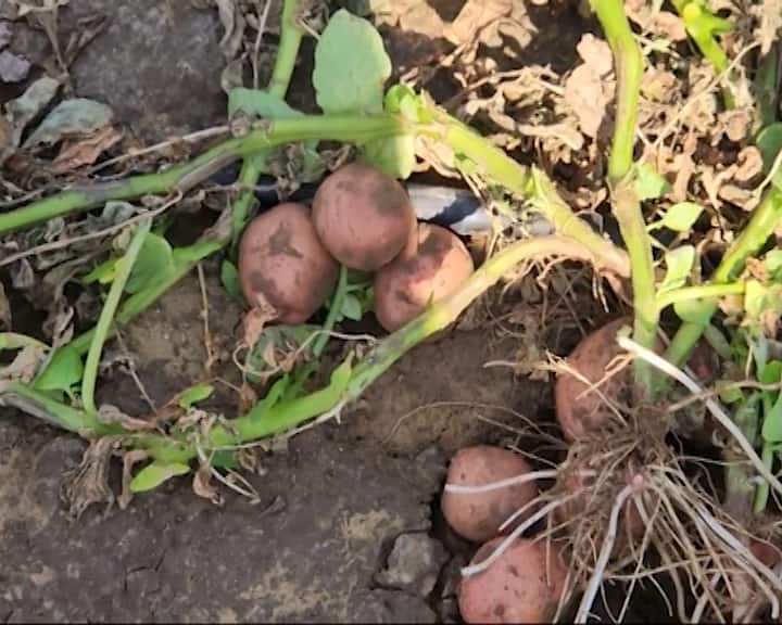 Farmers growing potatoes in Sabarkantha are in trouble, worried about blight disease સાબરકાંઠામાં બટાકા પકવતા ખેડૂતો મુશ્કેલીમાં, સુકારાનો રોગ આવતા ચિંતા વધી
