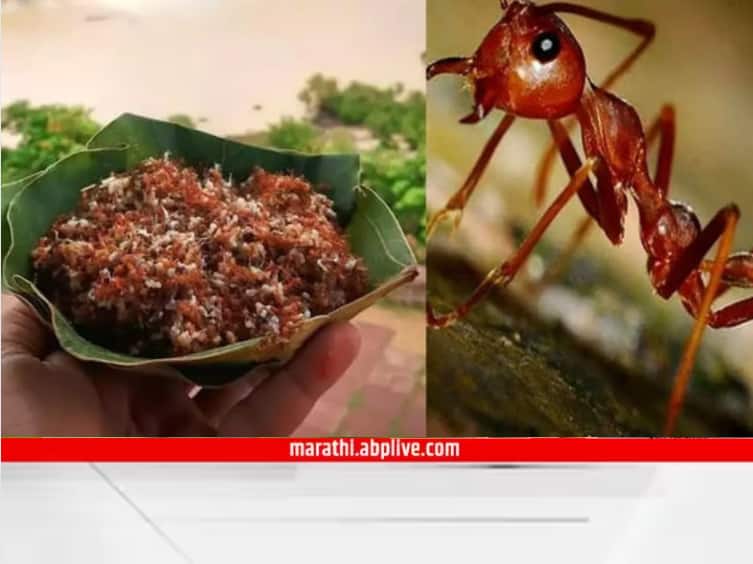 recipe red ant chutney of odisha gets gi tag know how to make red weaver ants kai chutney recipe its health benefit in marathi Red Ant Chutney GI Tag :  ओडिशातील लाल मुंग्यांच्या चटणीची जोरदार चर्चा; खास चवीसाठी 'या' चटणीला मिळाला GI टॅग; अनेक आजारांवर भारी