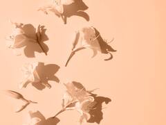 What Is Peach Fuzz? Outfits To Decor- Know How This Shade Looks In All