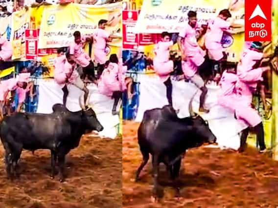 Palamedu Jallikattu 2024 : ’எல்லாம் மேல ஏறிக்க’’பீதியில் மாடுபிடி வீரர்கள்களத்தில் கரடிக்கல் காரிப்பய