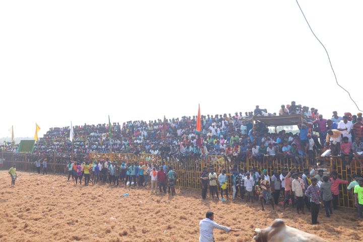 Jallikattu 2024: திருச்சி சூரியூர் ஜல்லிக்கட்டில் 73 பேருக்கு காயம்! 13 பேர் மருத்துவமனையில் அனுமதி!