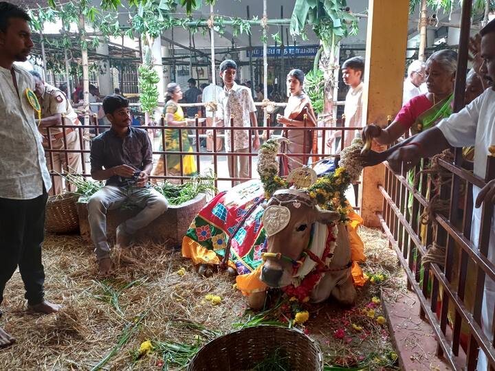 பட்டத்து காளைக்கு ராஜ அலங்காரம் செய்து பொதுமக்கள் வழிபாடு செய்தனர்