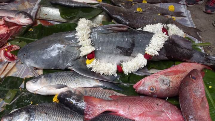 ব্যান্ডেলের দেবানন্দপুরের কেষ্টপুরের মাছের মেলা। চুনোপুটি থেকে ৫০ কিলো পর্যন্ত মাছ বিক্রি হয় এখানে ।