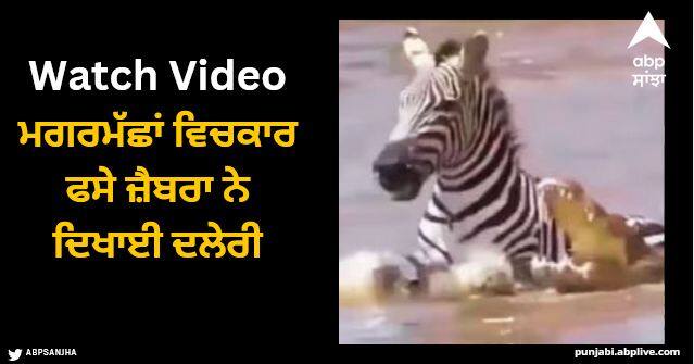 crocodiles attack zebra in the water video viral Viral Video: ਮਗਰਮੱਛਾਂ ਵਿਚਕਾਰ ਫਸੇ ਜ਼ੈਬਰਾ ਨੇ ਦਿਖਾਈ ਦਲੇਰੀ, ਅੱਗੇ ਕੀ ਹੋਇਆ ਤੁਸੀਂ ਸੋਚ ਵੀ ਨਹੀਂ ਸਕਦੇ...