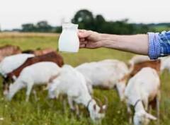 Health Tips: ਗਾਂ ਜਾਂ ਮੱਝ... ਕਿਸਦੇ ਦੁੱਧ ਵਿੱਚ ਹੁੰਦਾ ਹੈ ਜ਼ਿਆਦਾ ਕੈਲਸ਼ੀਅਮ ?