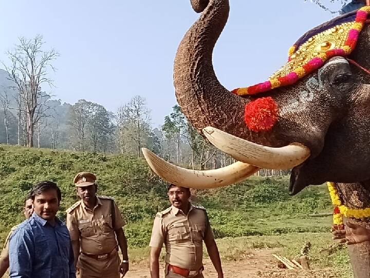 கோழி கமுத்தி யானைகள் முகாமில் நடந்த யானை பொங்கல் விழாவில் 26 வளர்ப்பு யானைகள் பங்கேற்றன.