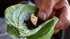 Paan Ke Totke: પાનના આ ટોટકા છે કમાલના, કાર્યોમાં અપાવે છે સફળતા, હનુમાનજી પણ થાય છે પ્રસન્ન