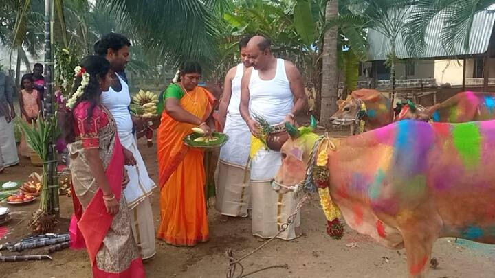 அதனை தொடர்ந்து 2 ஆம் நாளான இன்று உழவுக்கு உயிரூட்டும் விதமாகவும், விவசாயத்திற்கு பயன்படும் கால்நடைகளுக்கு நன்றி சொல்லும் விதமாகவும் மாட்டுப் பொங்கல் திருவிழா தமிழகம் முழுவதும் சீரும் சிறப்புமாக கொண்டாடப்பட்டு வருகிறது.