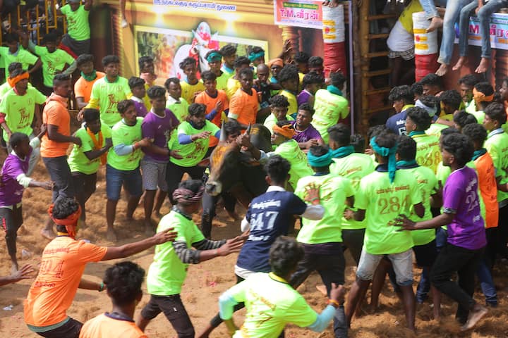Around 10 people suffered injuries during the traditional bull-taming event, Jallikattu, in Tamil Nadu on Tuesday (Credit: ABP Nadu)
