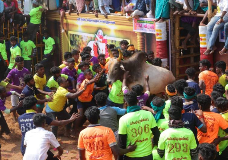 Jallikattu 2024 : Trichy Suriyur jallikattu competition ends, 73 injured, 13 admitted to hospital Jallikattu 2024: திருச்சி சூரியூர் ஜல்லிக்கட்டில் 73 பேருக்கு காயம்! 13 பேர் மருத்துவமனையில் அனுமதி!