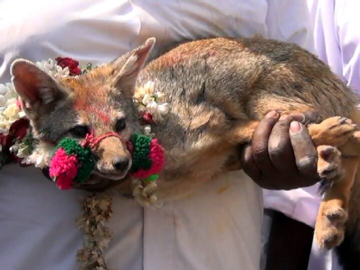 Will fox jallikattu be conducted The forest department is very alert TN Cautioned Fox Jallikattu: வங்கா நரி ஜல்லிக்கட்டு நடத்தப்படுமா? வனத்துறையினர் கடும் எச்சரிக்கை.