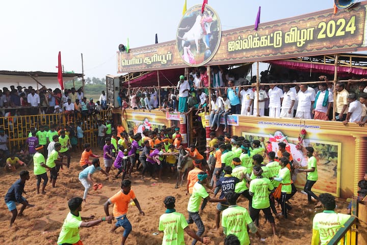 On Tuesday, Jallikattu was also held in Periya Suriyur Village in Tiruchirappalli district (Credit: ABP Nadu))