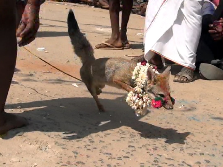 Fox Jallikattu: வங்கா நரி ஜல்லிக்கட்டு நடத்தப்படுமா? வனத்துறையினர் கடும் எச்சரிக்கை.