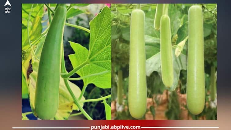 Benefits of eating Bottle gourd treasure of nutritious ingredients Bottle gourd Benefits: ਘੀਆ ਸਸਤਾ ਜ਼ਰੂਰ ਪਰ ਪੌਸਟਿਕ ਤੱਤਾਂ ਦਾ ਖਜ਼ਾਨਾ, ਫਾਇਦੇ ਜਾਣ ਹੋ ਜਾਓਗੇ ਹੈਰਾਨ