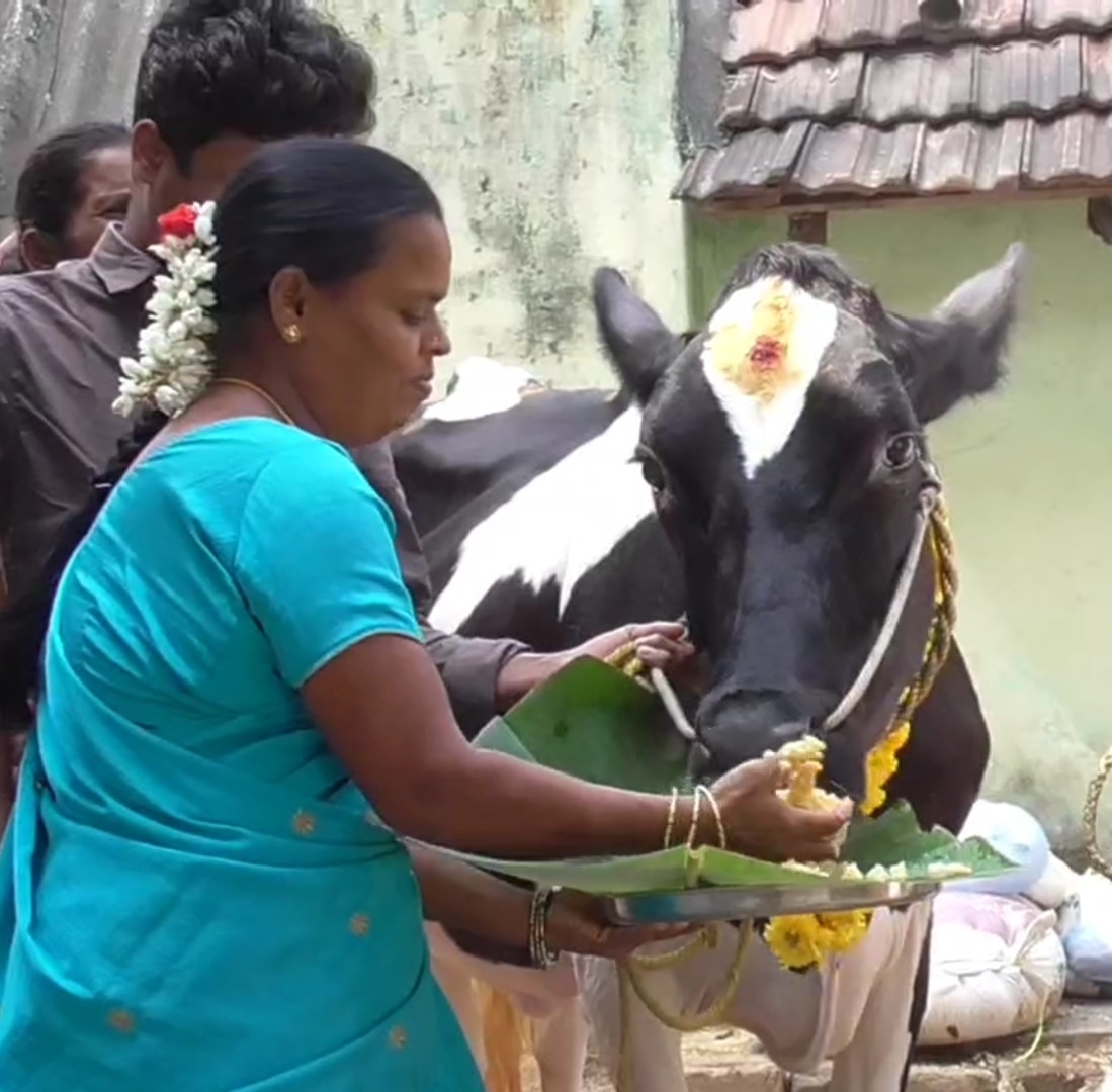 Pongal 2024: மாட்டுப் பொங்கல் கோலாகலம்.. படையல் போட்டு மாடுகளை மகிழ்வித்த விவசாயிகள்