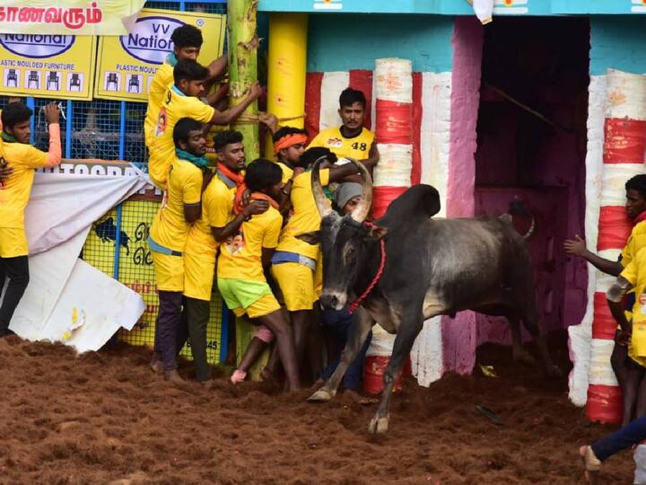 Palamedu Jallikattu 2024: உலகப்புகழ் பெற்ற பாலமேடு ஜல்லிக்கட்டு போட்டி இன்று நடைபெறுகிறது. அதன் எக்ஸ்க்ளூசிவ் புகைப்படங்களை காணலாம்.