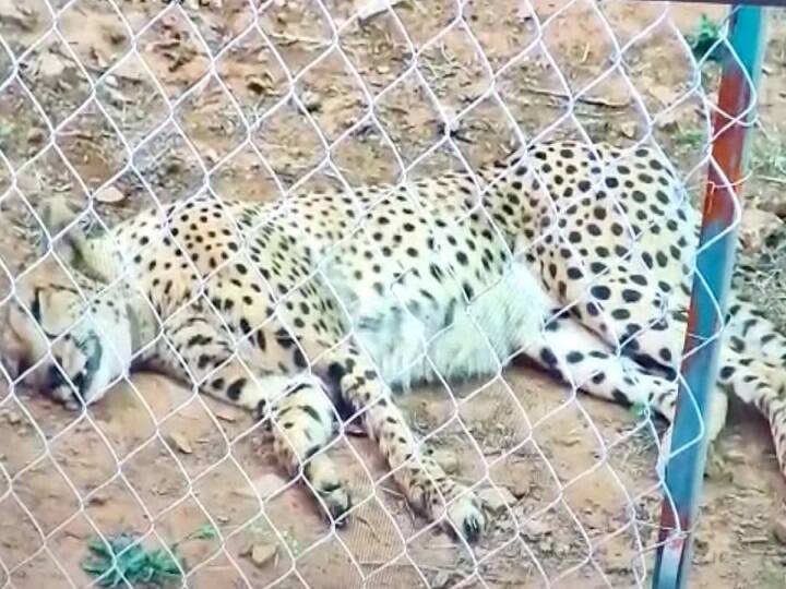 Another Cheetah Dies At Kuno National Park In Madhya Pradesh 10 deaths so far Cheetah Dies : தொடரும் மர்மம்.. வெளிநாட்டில் இருந்து கொண்டுவரப்பட்ட 10-வது சிவிங்கிப்புலி உயிரிழப்பு