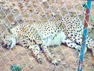 Another Cheetah Dies At Kuno National Park In Madhya Pradesh 10 deaths so far Cheetah Dies : தொடரும் மர்மம்.. வெளிநாட்டில் இருந்து கொண்டுவரப்பட்ட 10-வது சிவிங்கிப்புலி உயிரிழப்பு