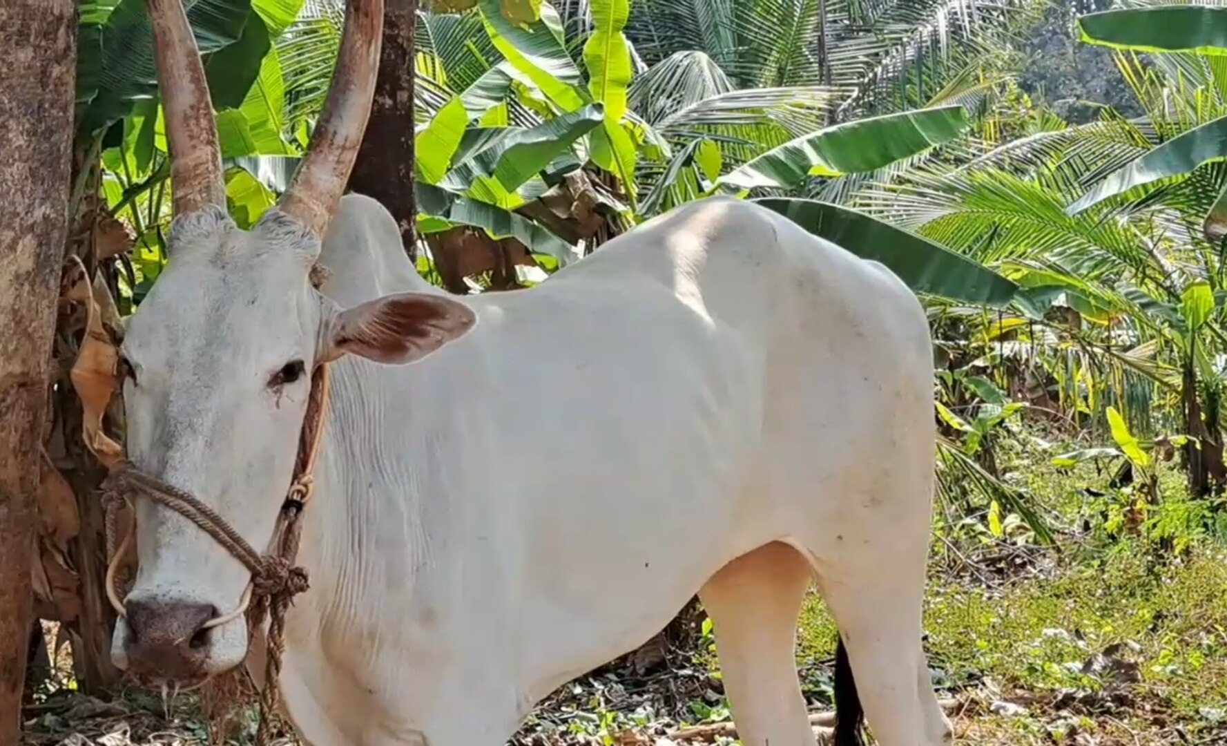 வாணியம்பாடி அருகே எருது விடும் விழாவிற்கு அனுமதி மறுப்பு; எச்சரிக்கை விடுத்த கிராம மக்கள்