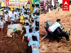 Palamedu Madurai Jallikattu 2024 : ஆக்ரோஷமாய் பாயும் காளைஅடக்கி ஆளும் வீரர்கள் பரபரக்கும் பாலமேடு !