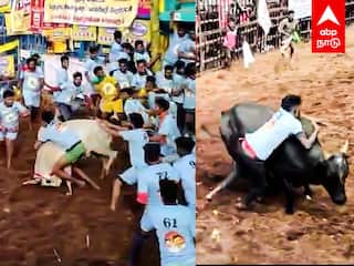 Palamedu Madurai Jallikattu 2024 : ஆக்ரோஷமாய் பாயும் காளைஅடக்கி ஆளும் வீரர்கள் பரபரக்கும் பாலமேடு !
